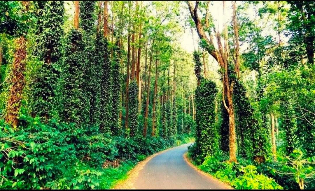 Sp Resort Inn Yercaud Eksteriør bilde
